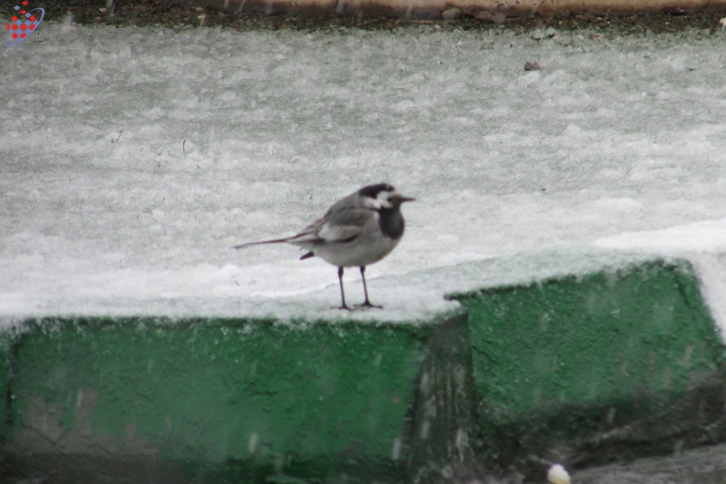 Tofigh Vahidi Azar- White Wagtail -توفیق وحیدی آذر -قویروق آتان بولبول